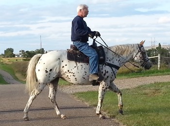 Pasty riding horse